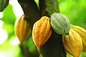cacao tree 